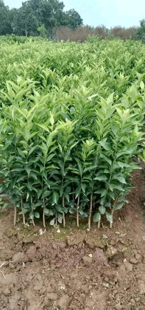 GIỐNG CÂY CAM ĐƯỜNG CANH