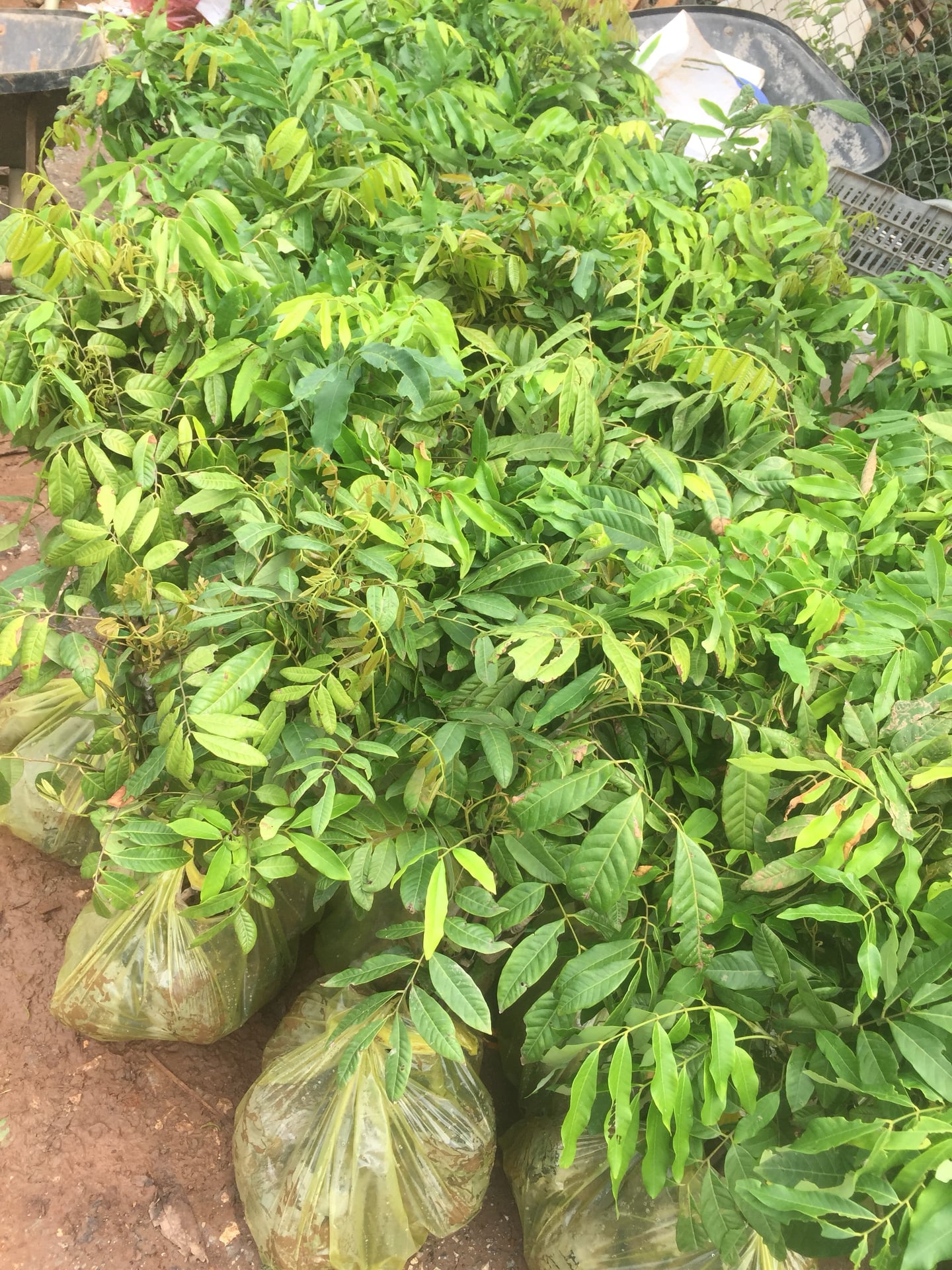 NƠI CUNG CẤP GIỐNG CÂY NHÃN SỚM