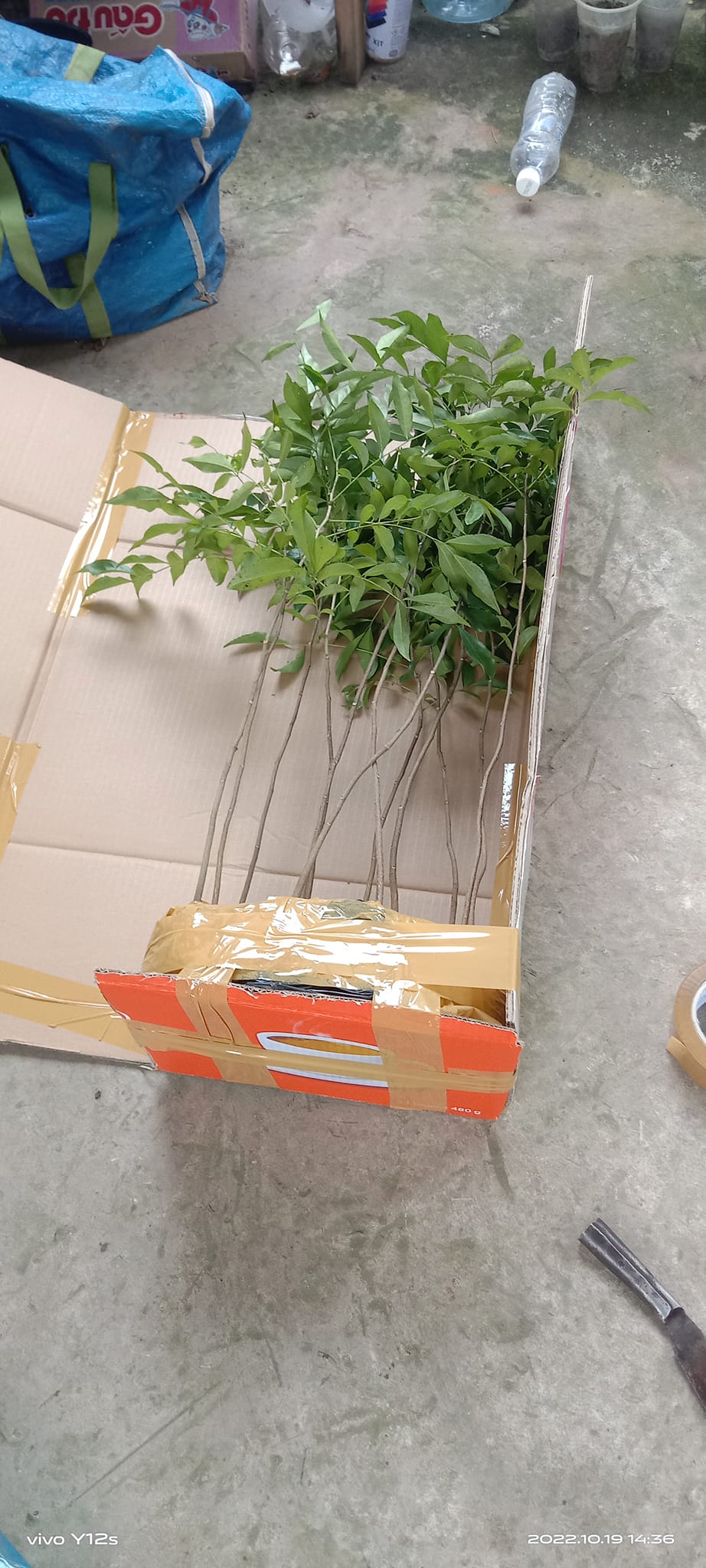 Địa chỉ cung cấp cây giống mắc mật