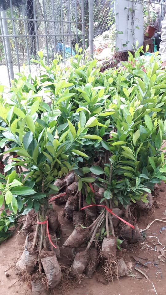 CÂY GIỐNG CHANH KHÔNG HẠT