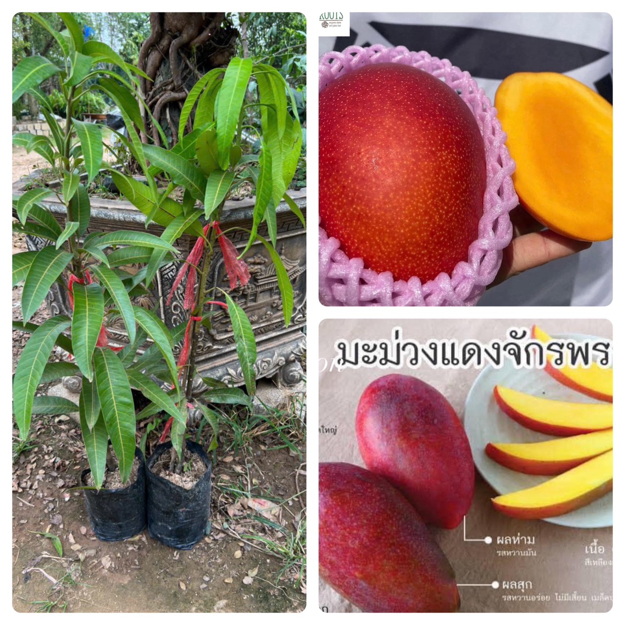 CÂY XOÀI ĐỎ MẶT TRỜI