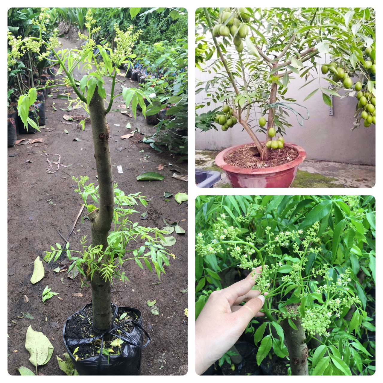 GIỐNG CÂY CÓC THÁI