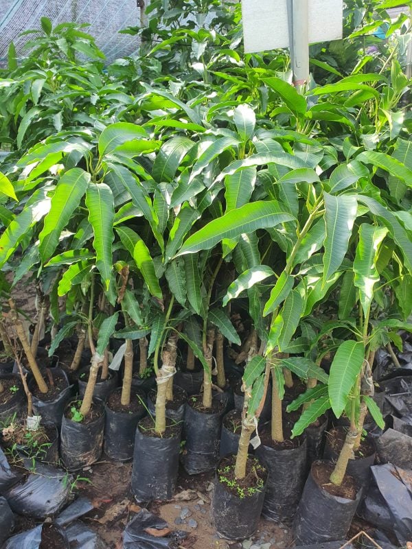 CÂY XOÀI TỨ QUÝ