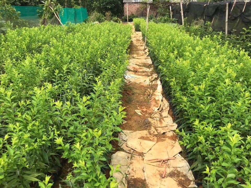 Địa chỉ cung cấp cây giống mận hậu