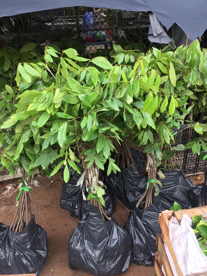 NƠI CUNG CẤP GIỐNG CÂY NHÃN MUỘN