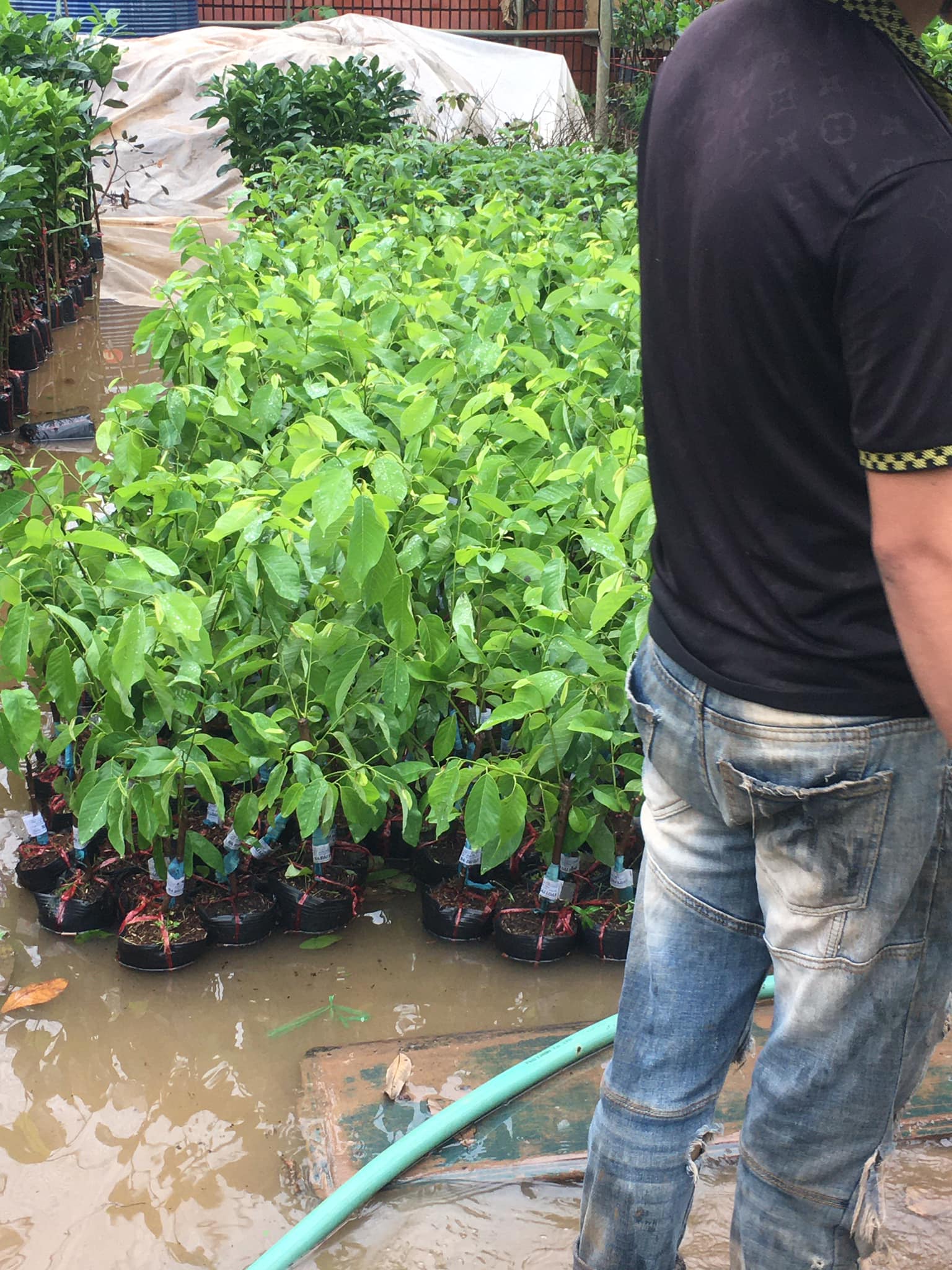 NƠI CUNG CẤP GIỐNG CÂY NA THÁI