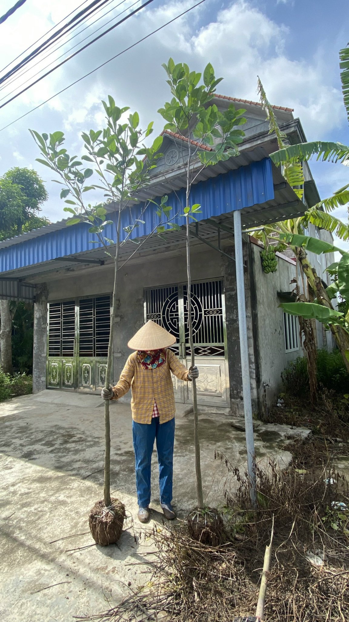 CÂY MÍT GIEO HẠT CAO 3M