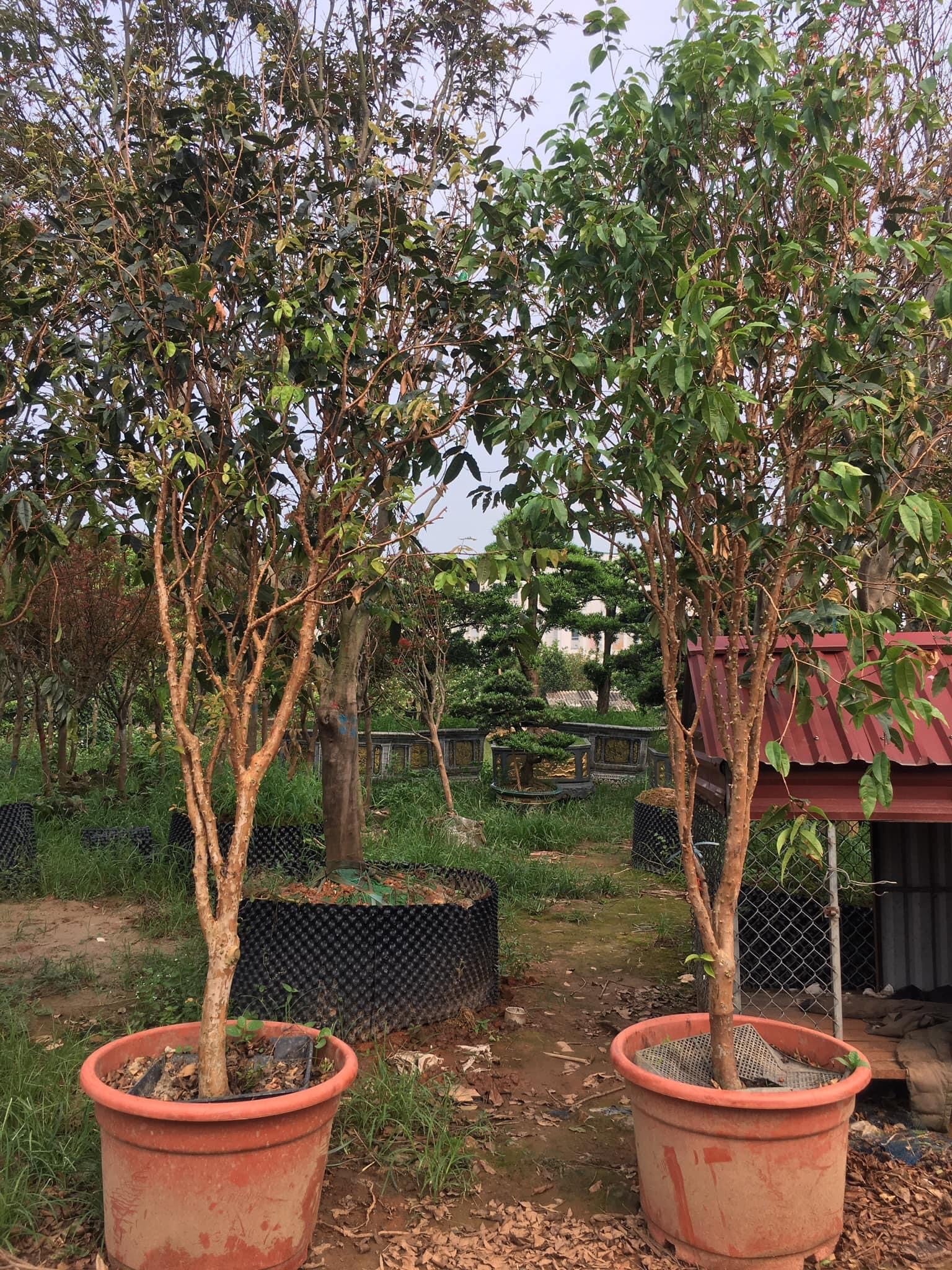 CÂY NHO THÂN GỖ KIM CƯƠNG TO