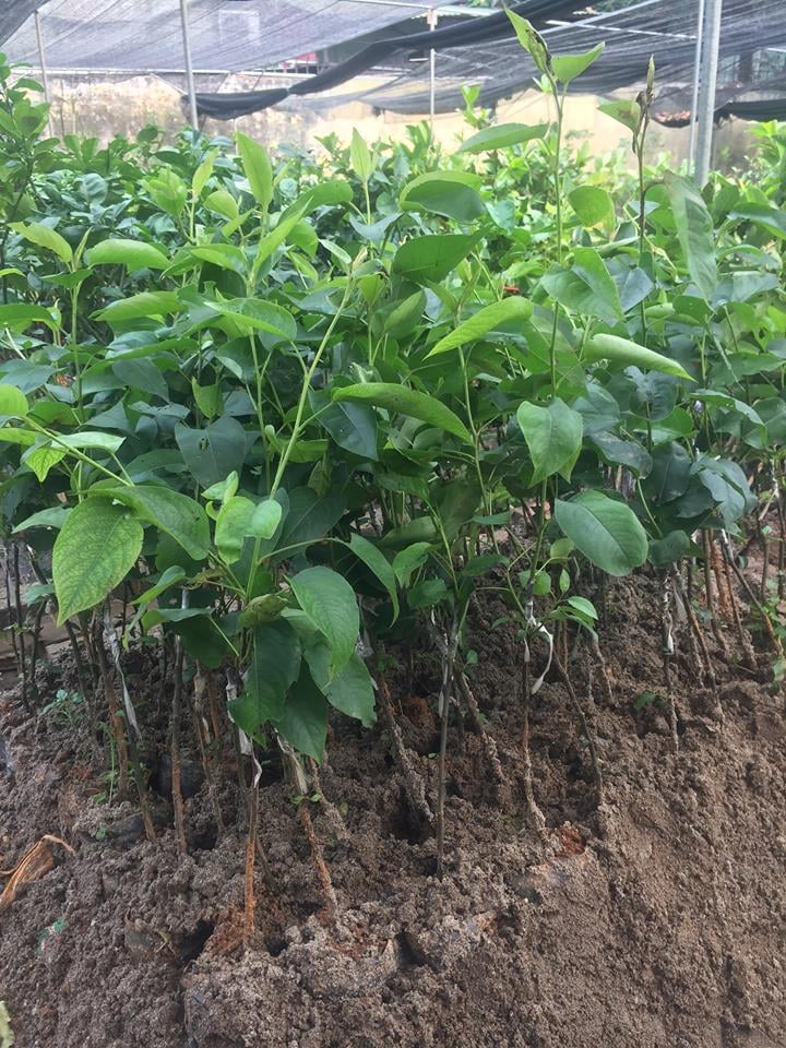 Địa chỉ cung cấp cây giống lê nâu