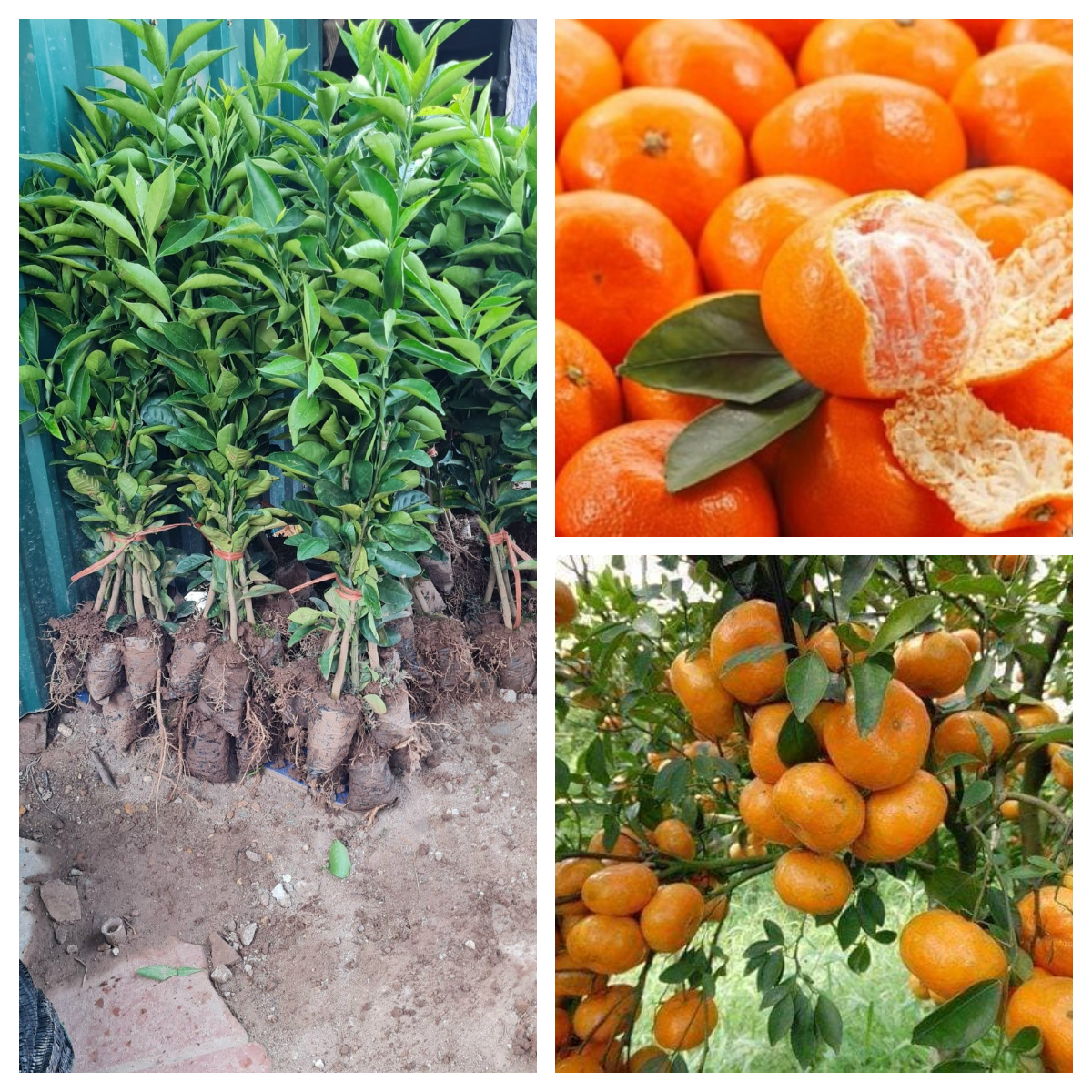 GIỐNG CAM ĐƯỜNG CANH