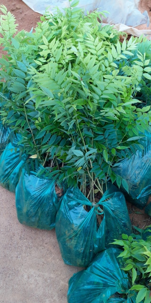 Giống cây sưa đỏ