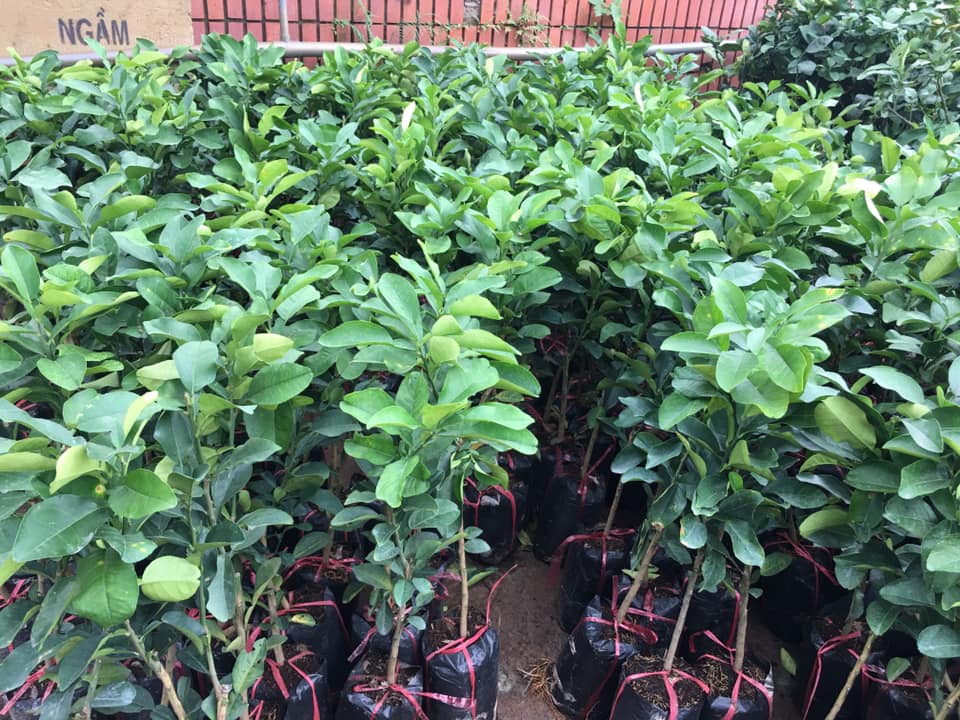 Địa chỉ cung cấp cây giống bưởi da xanh