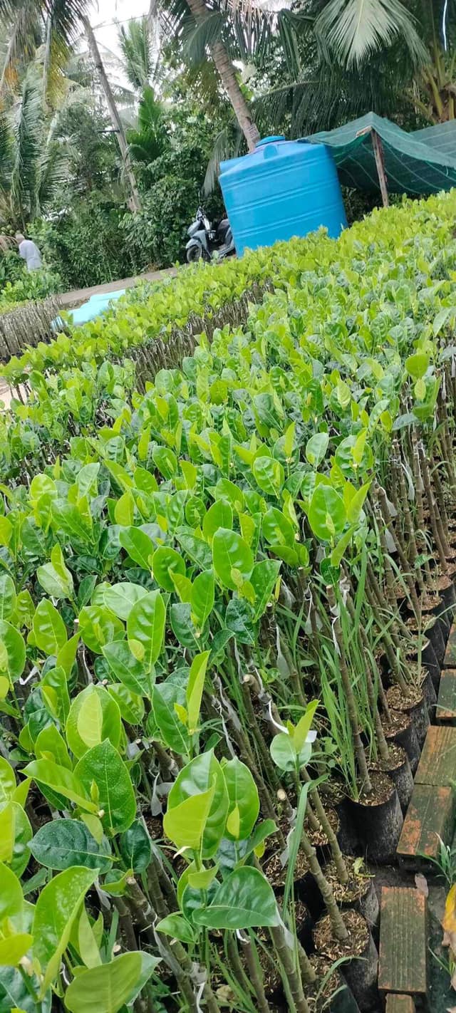 Cây giống mít thái