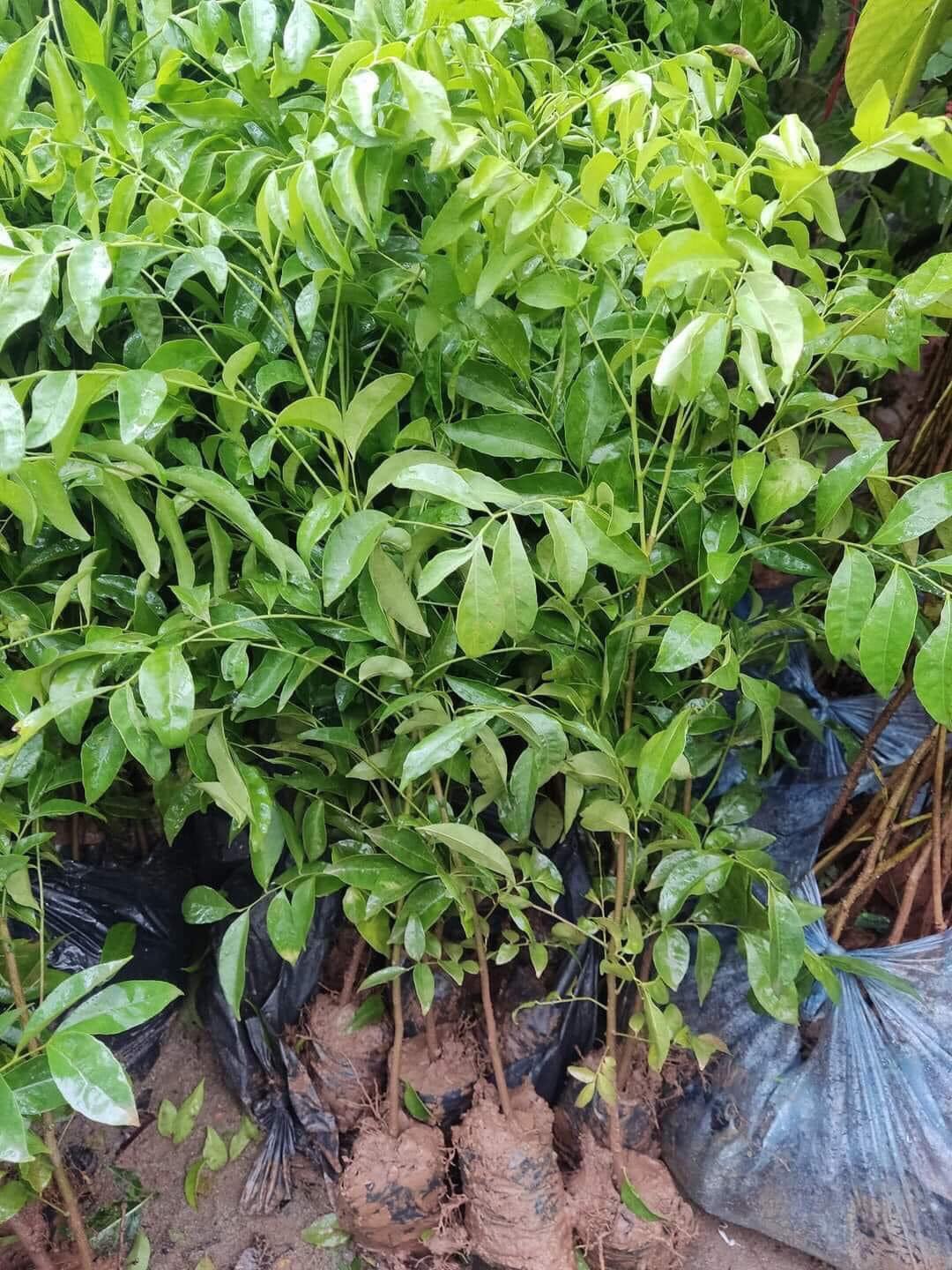 NƠI CUNG CẤP GIỐNG CÂY LÊ NÂU