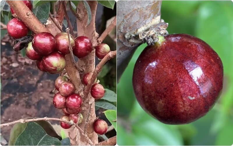 CÂY NHO THÂN GỖ 12 VỤ QUẢ ĐỎ
