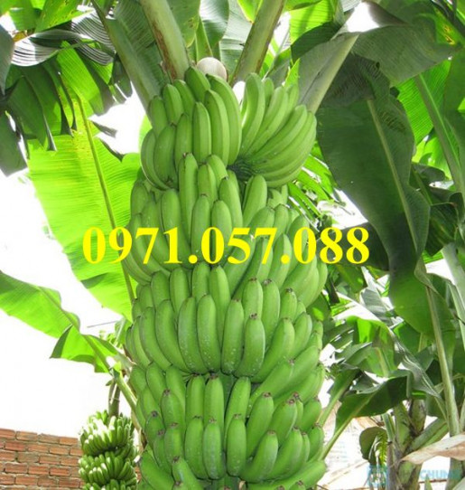 GIỐNG CÂY CHUỐI TIÊU HỒNG