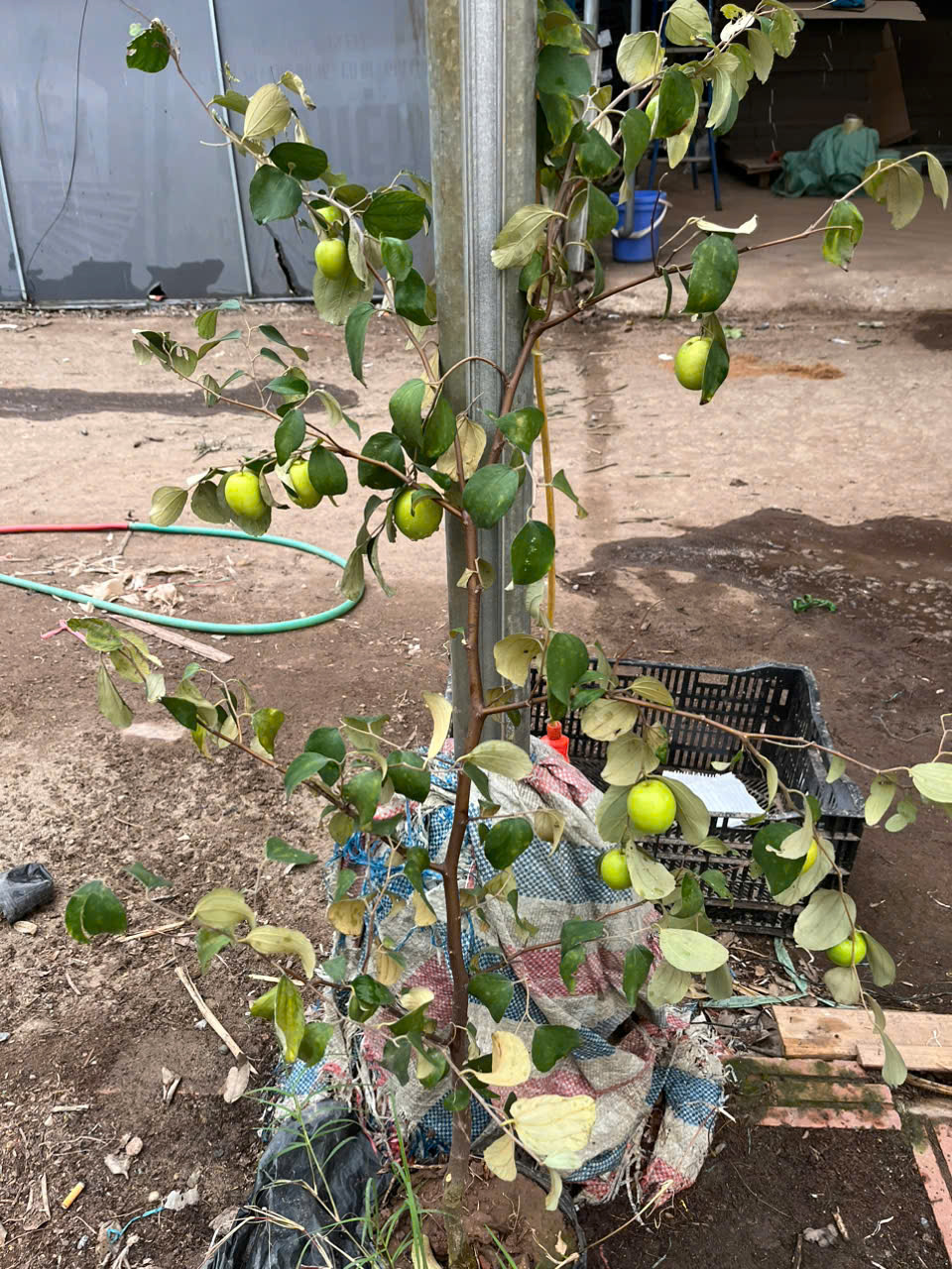 Cây giống táo đại mật