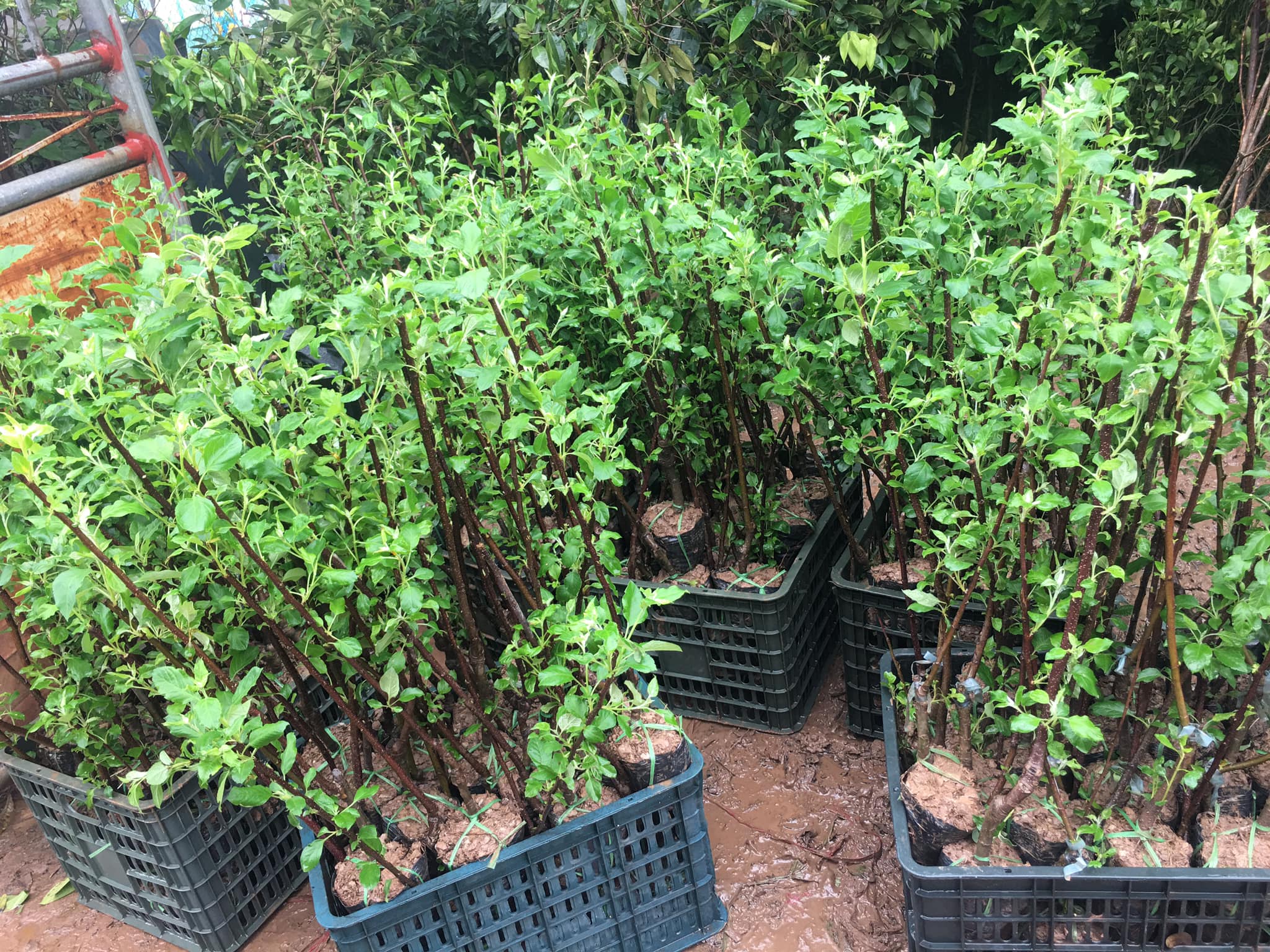 Cây giống táo đỏ