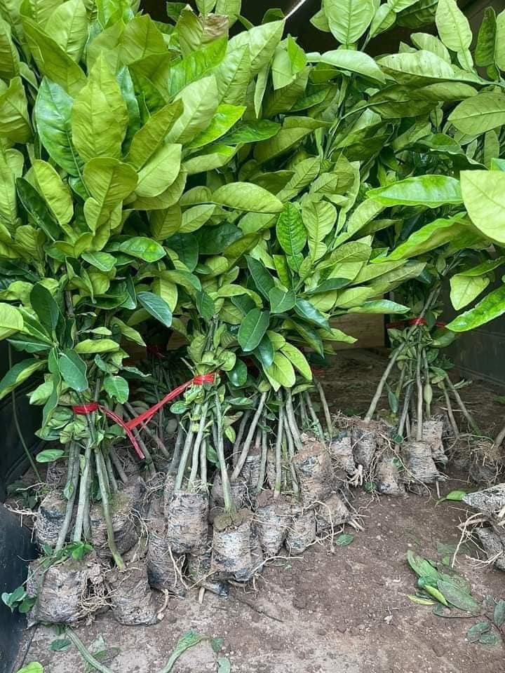 Cây giống bưởi ruby