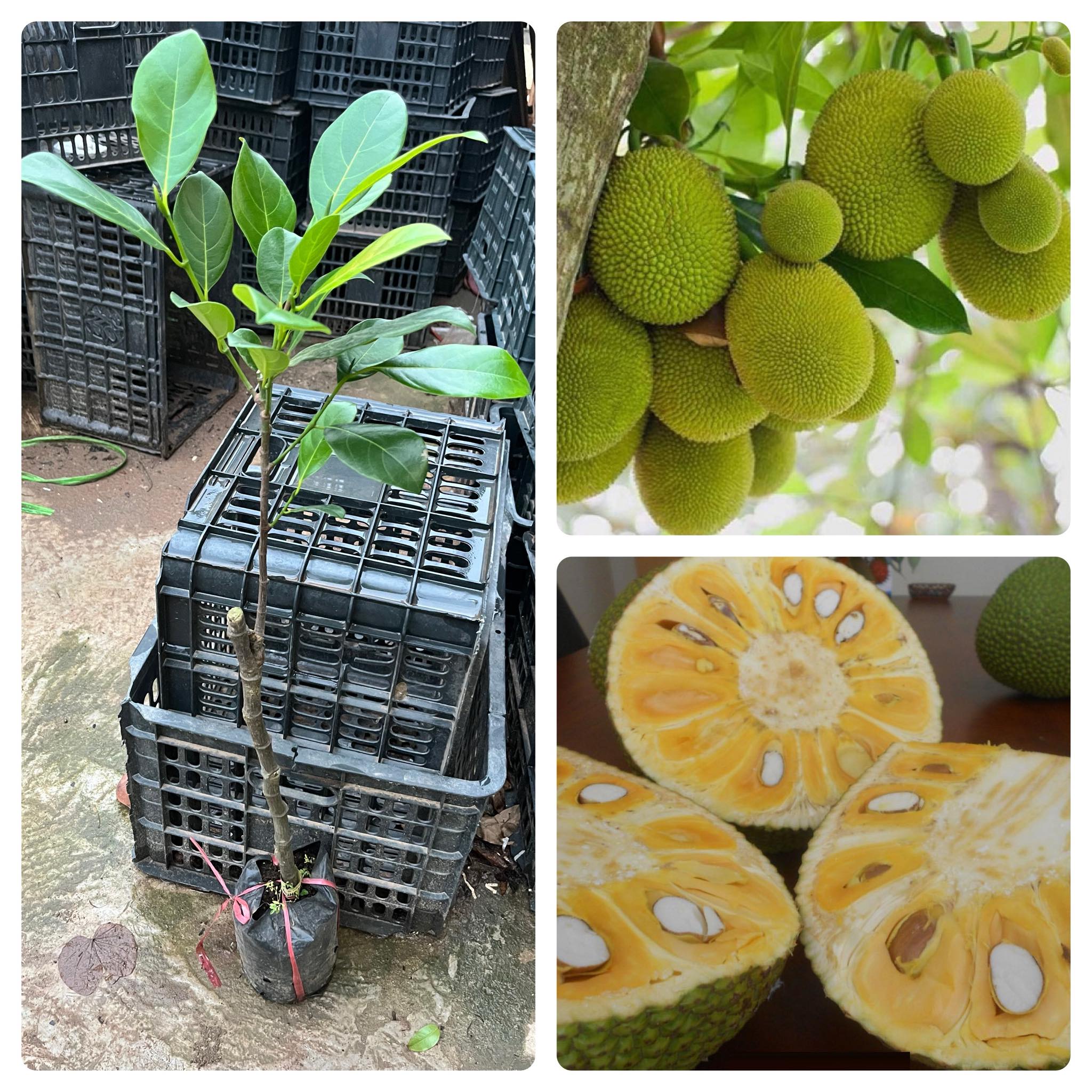 Cây giống mít tứ quý