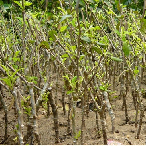 Cây giống táo đào vàng