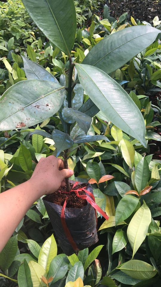 NƠI CUNG CẤP GIỐNG CÂY MĂNG CỤT