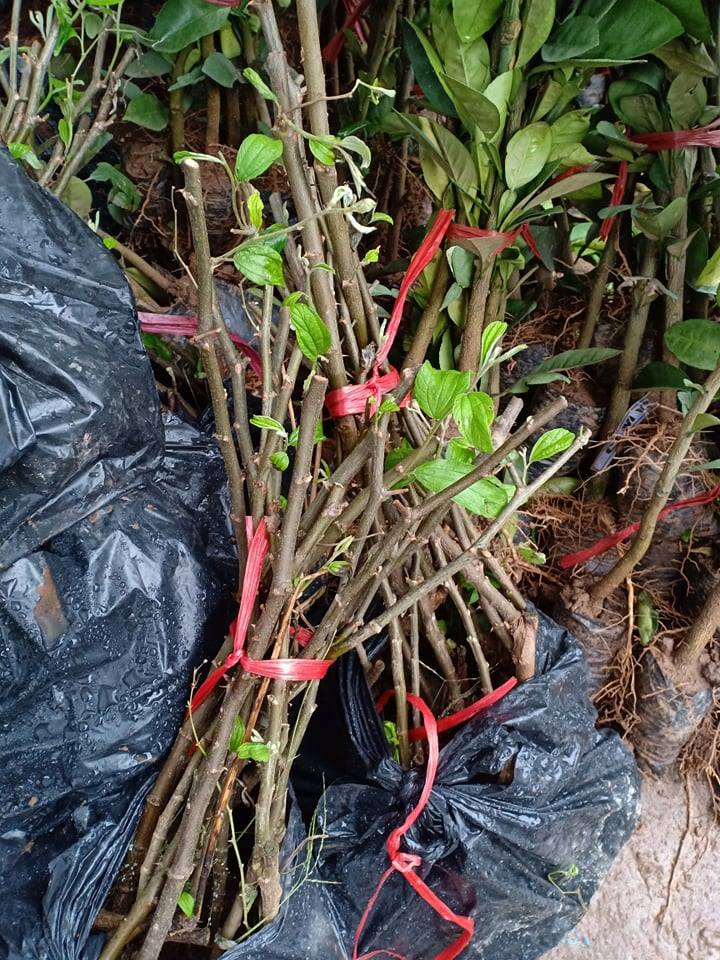 Van góc kèm giảm áp- Thương hiệu ZURN-Mỹ