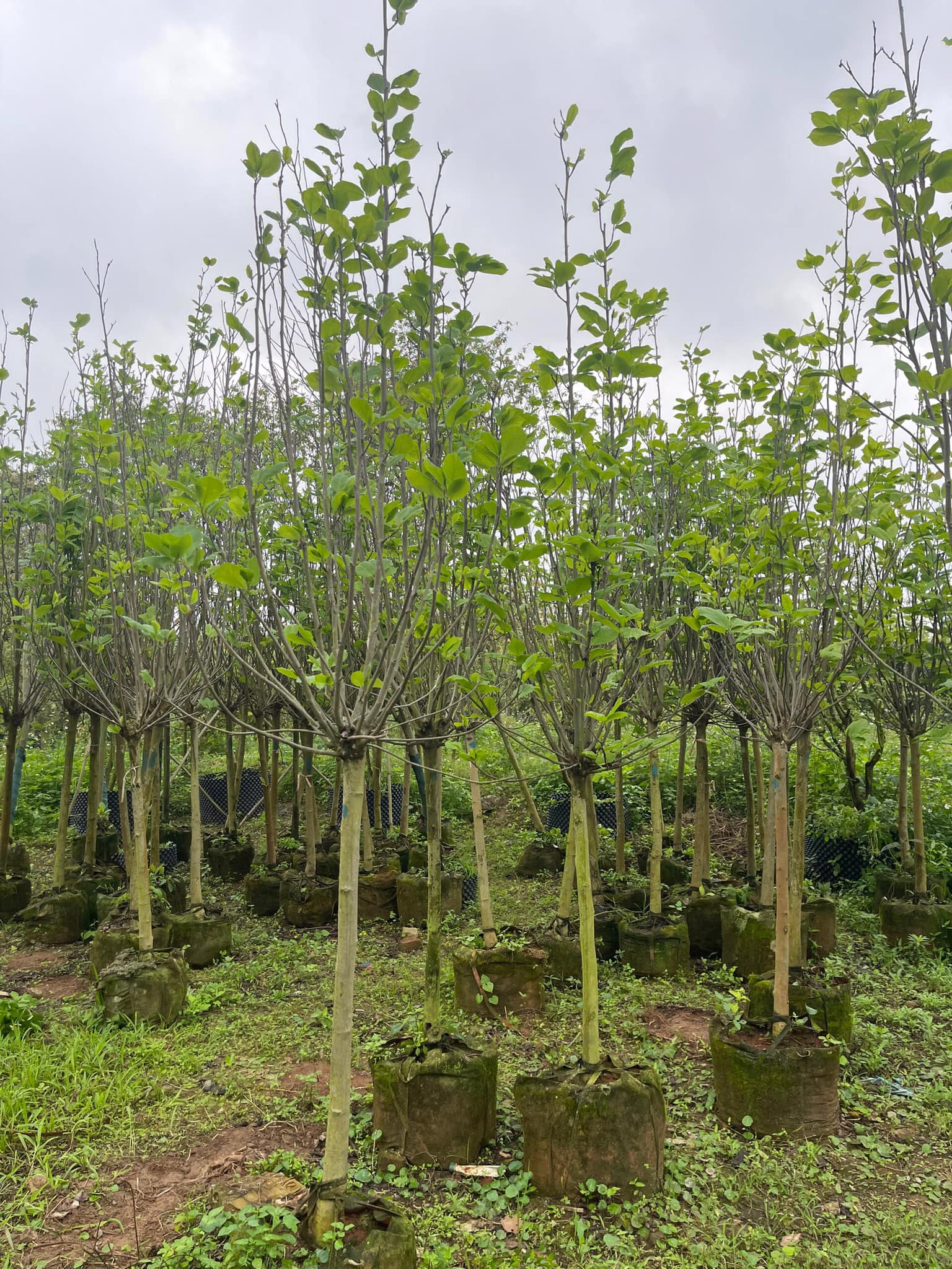 CÂY HOA MỘC LAN TO