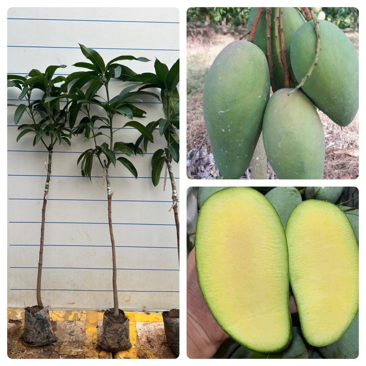 GIỐNG CÂY XOÀI THÁI