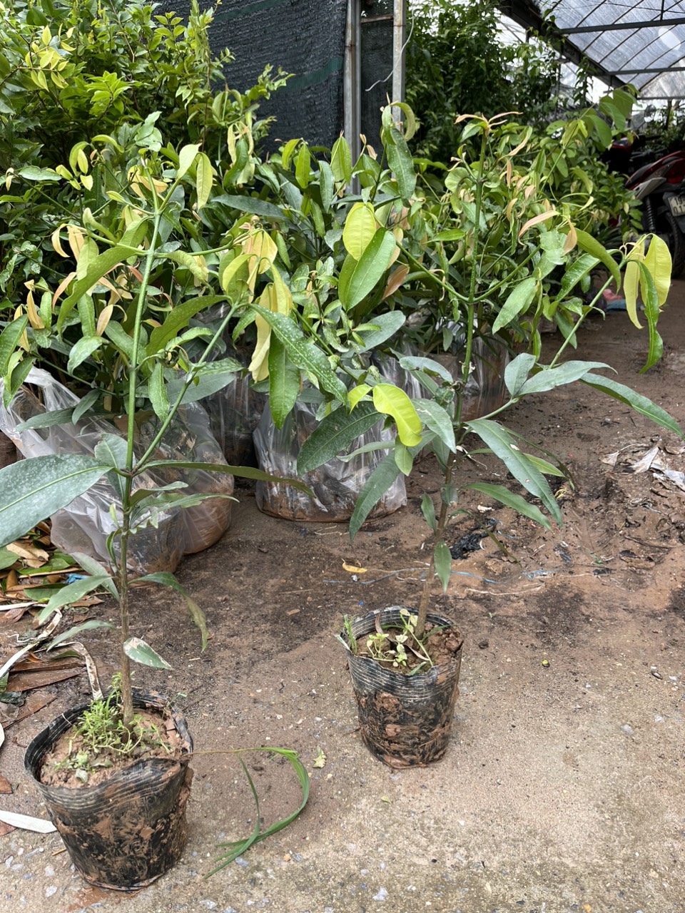 Cây giống măng cụt vàng