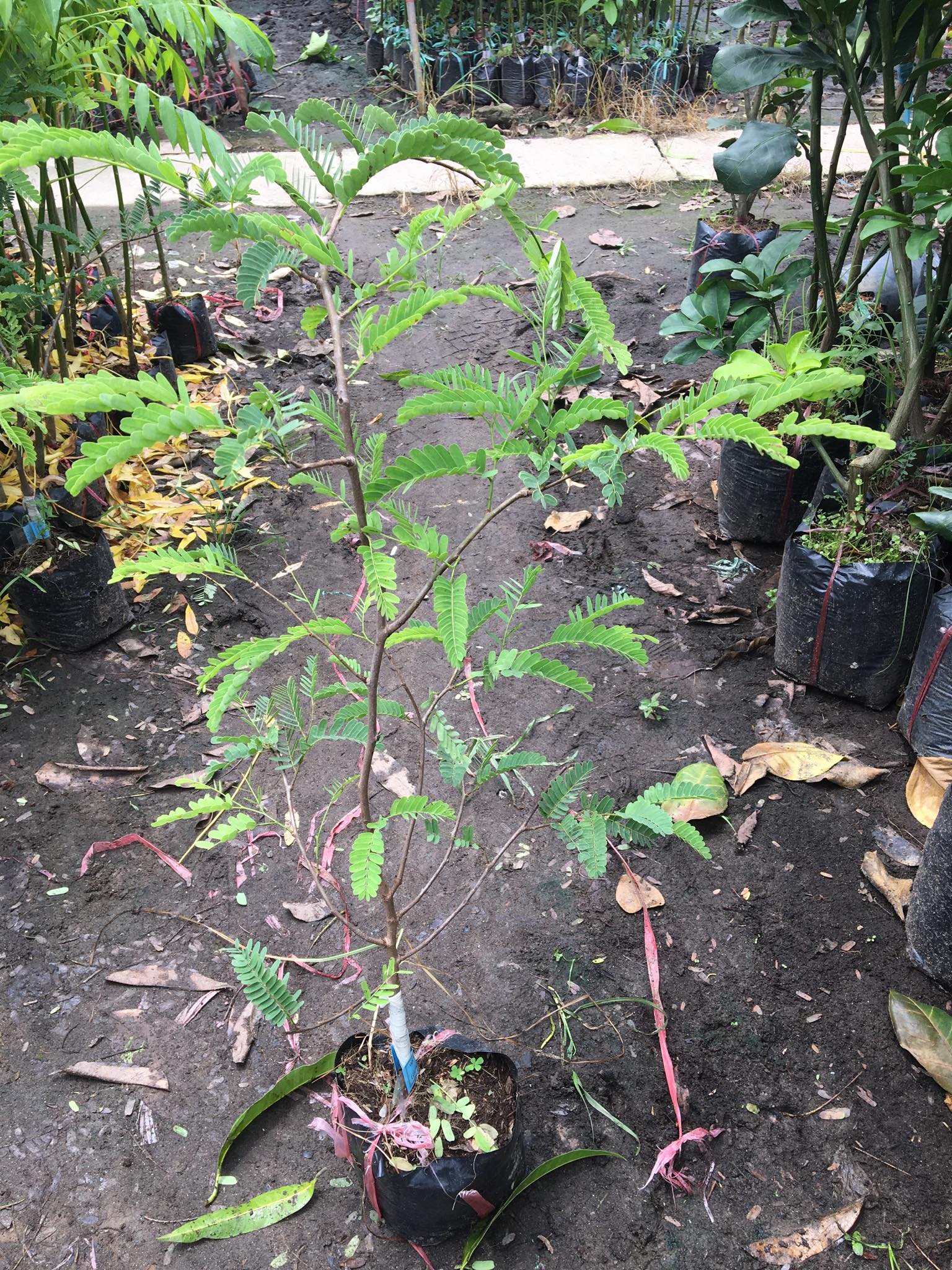 NƠI CUNG CẤP GIỐNG CÂY ME THÁI