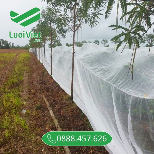 Lưới chắn côn trùng đồng hành cùng vụ mùa bội thu
