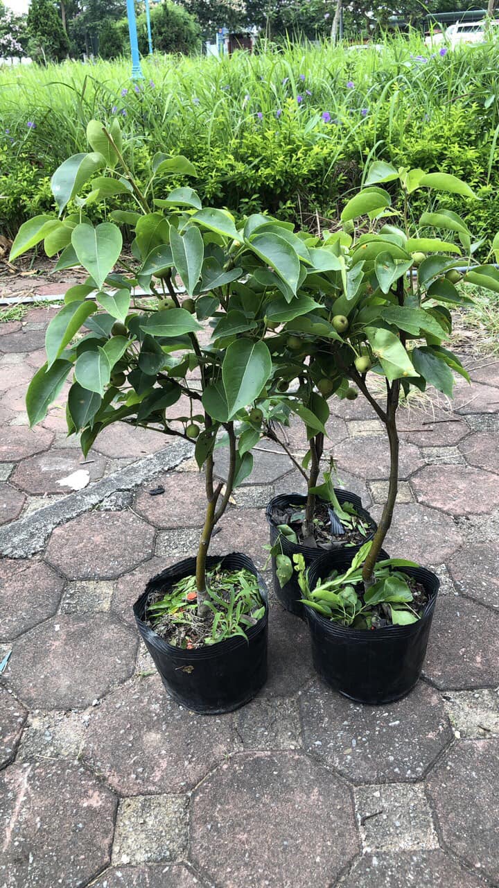 GIỐNG CÂY LÊ VÀNG