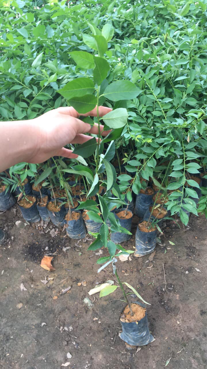 NƠI CUNG CẤP GIỐNG CÂY MẬN HẬU