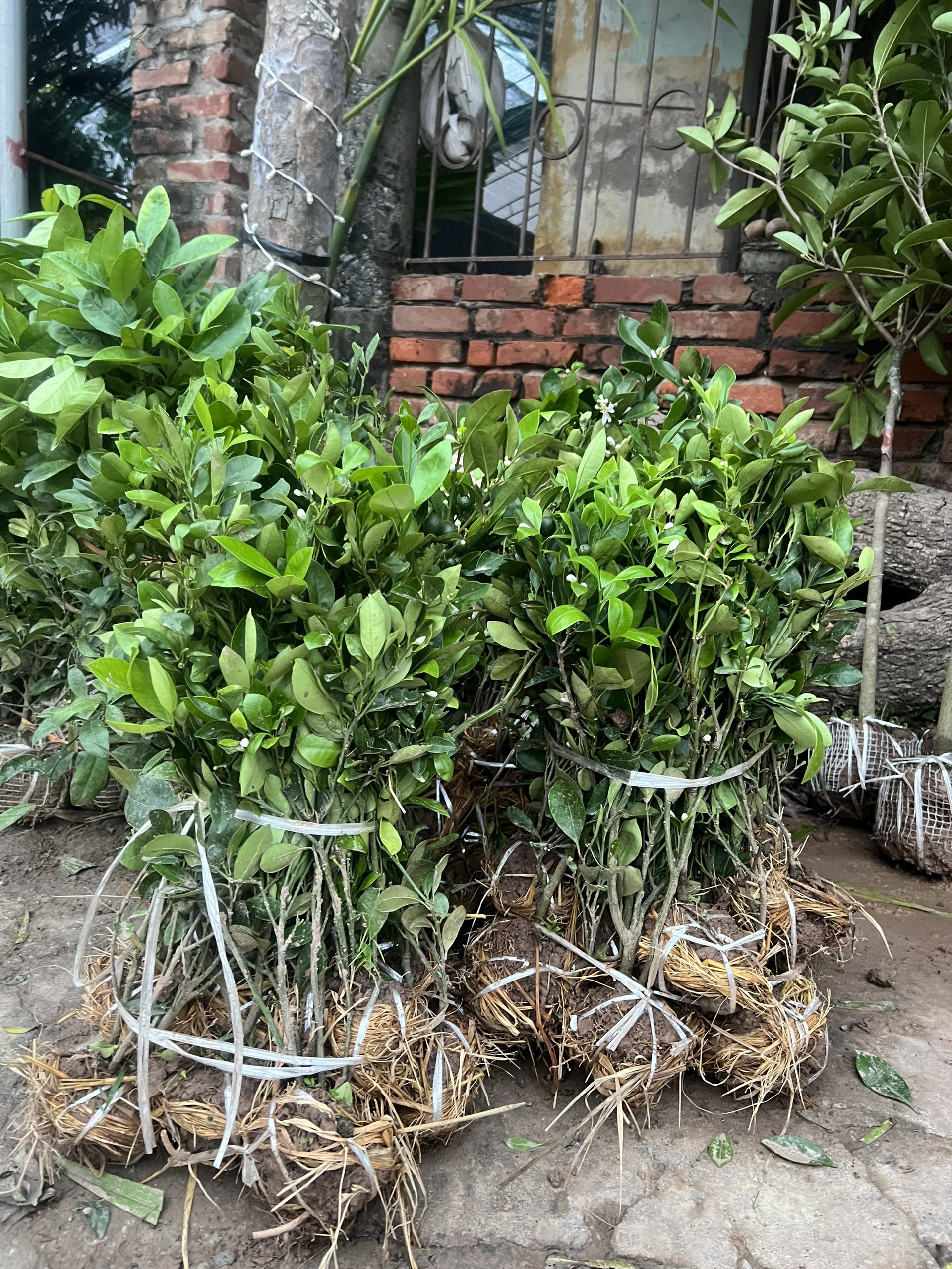 NƠI CUNG CẤP GIỐNG CÂY QUẤT CHUA