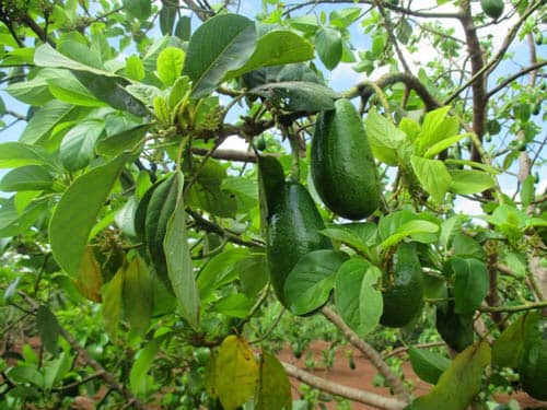 Địa chỉ cung cấp cây giống bơ sáp