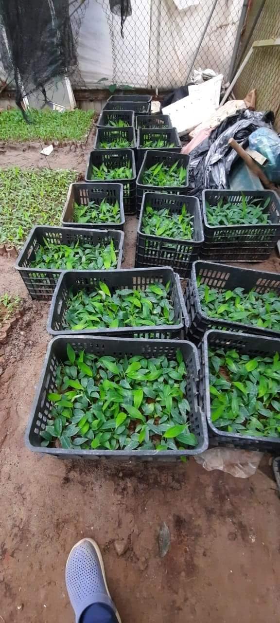 NƠI CUNG CẤP GIỐNG CÂY CHUỐI GIÀ NAM MỸ