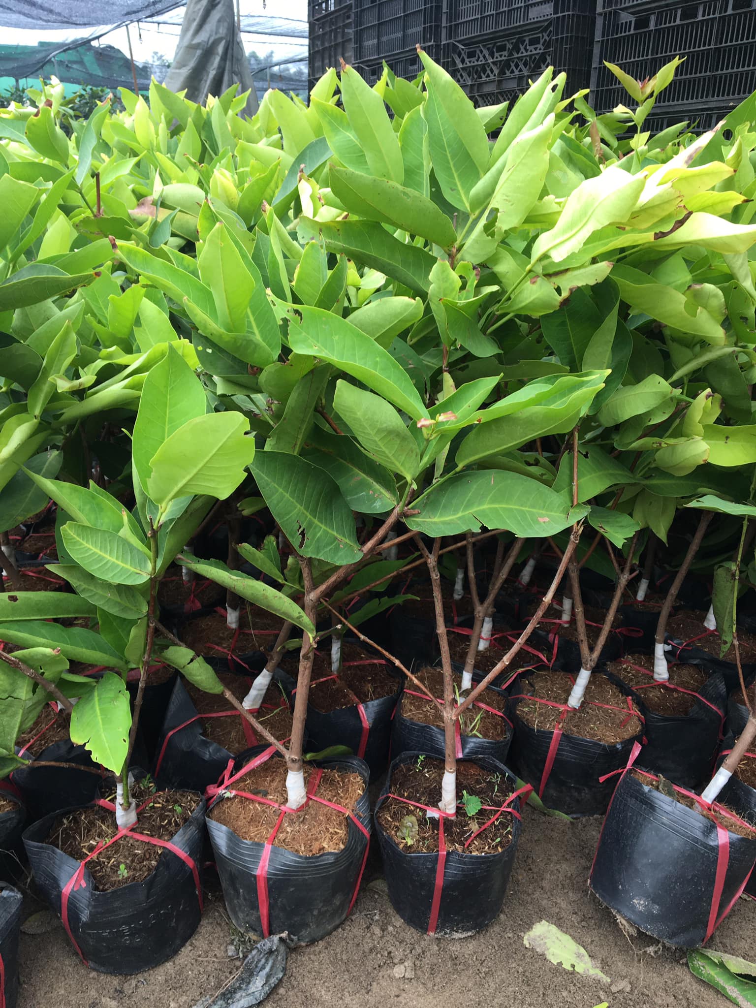 NƠI CUNG CẤP GIỐNG CÂY ROI ĐỎ