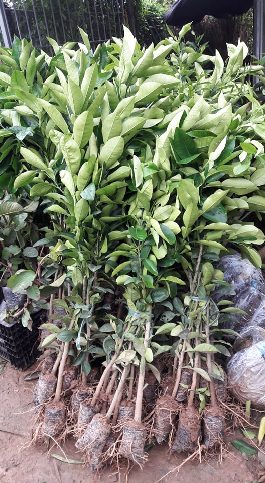 Địa chỉ cung cấp cây giống bưởi đỏ tân lạc
