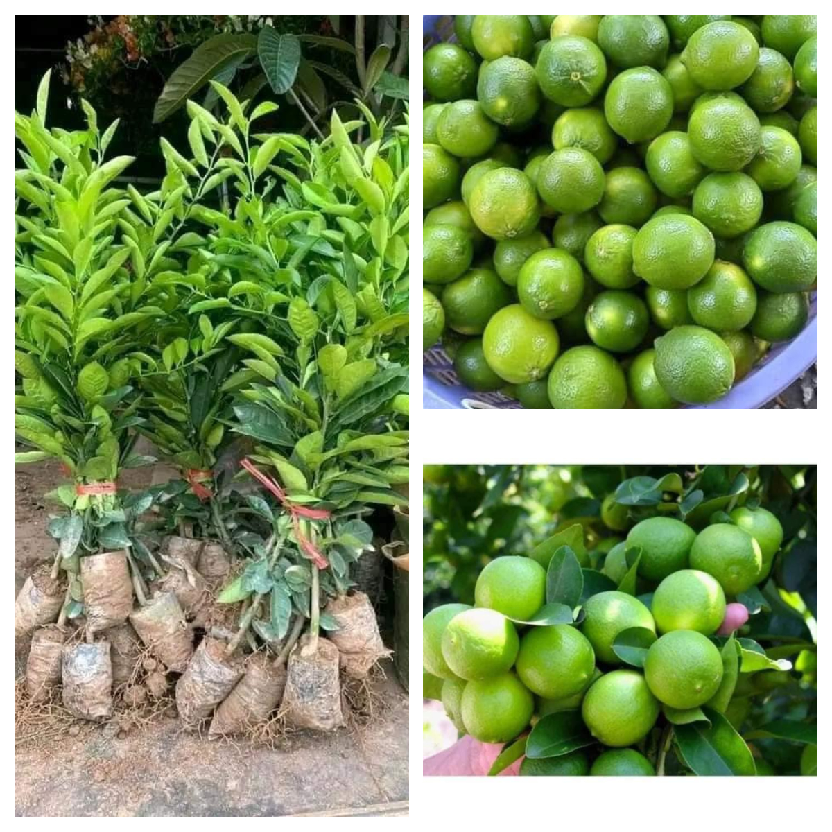 Cây giống chanh tứ quý