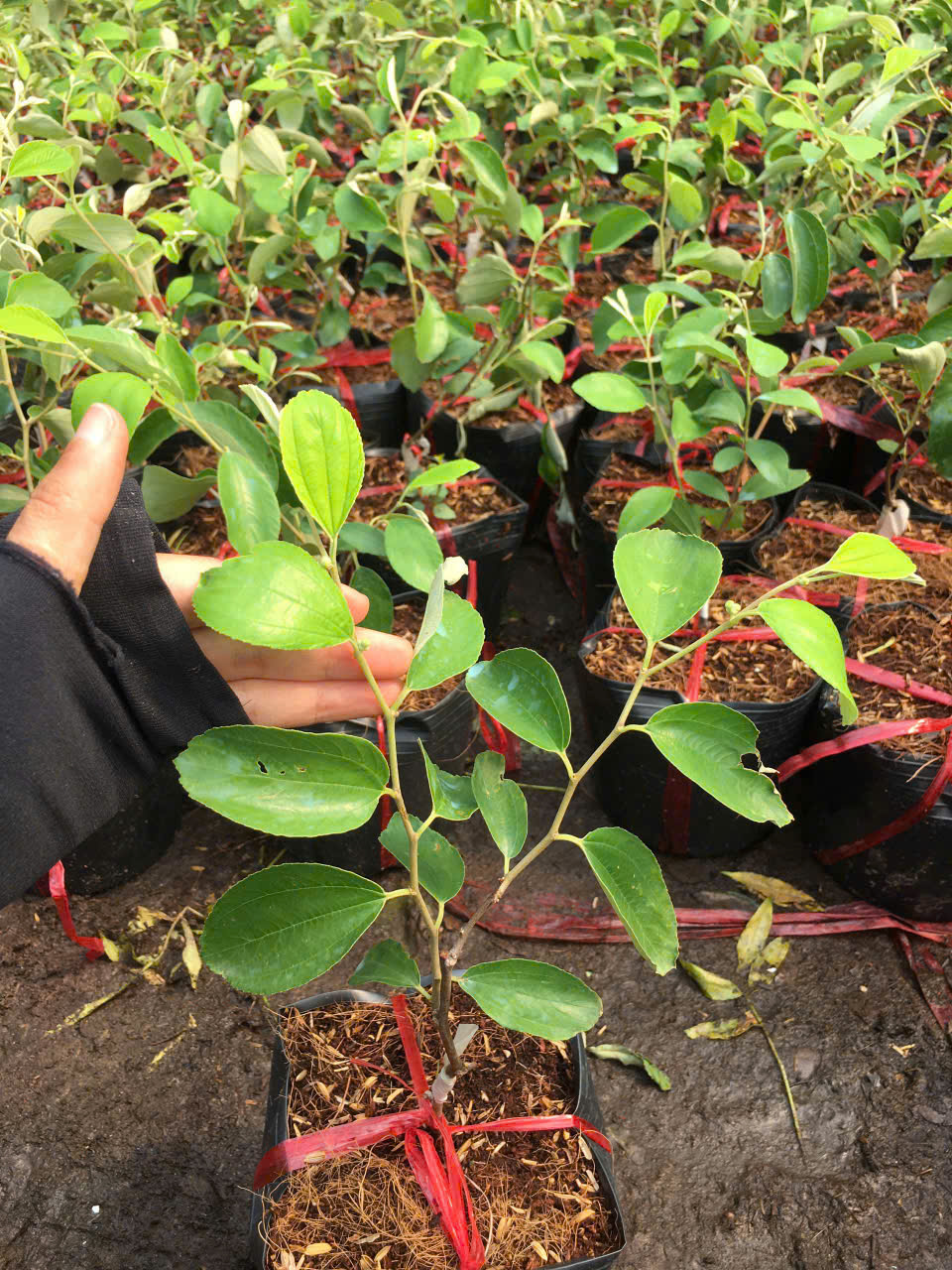 Cây giống táo thái