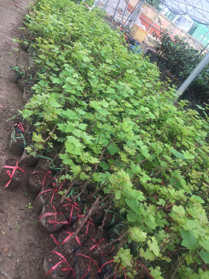 NƠI CUNG CẤP GIỐNG CÂY NHO NGÓN TAY