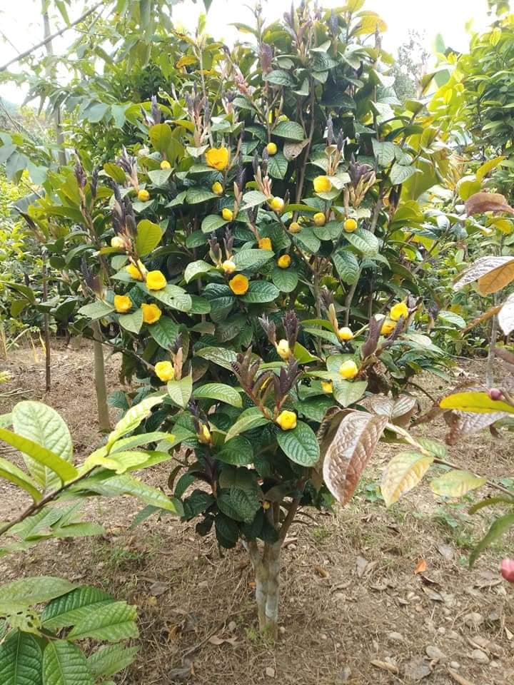 CÂY TRÀ HOA VÀNG TO