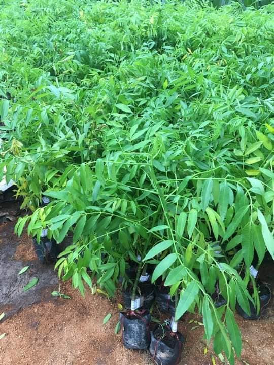 Địa chỉ cung cấp cây giống cóc thái