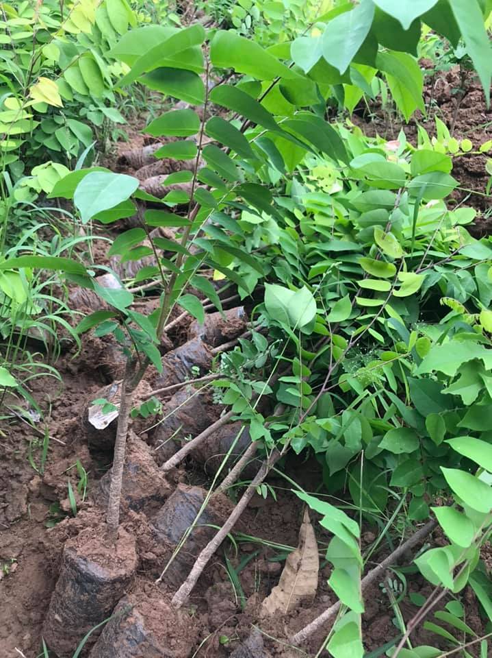 NƠI CUNG CẤP GIỐNG CÂY KHẾ NGỌT