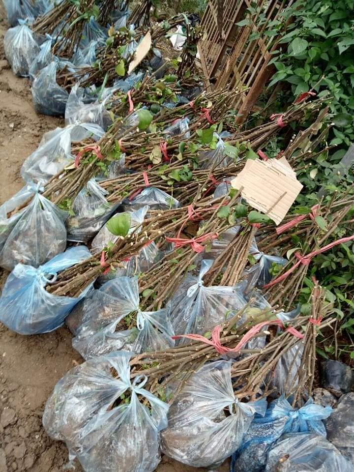 NƠI CUNG CẤP GIỐNG CÂY TÁO ĐẠI