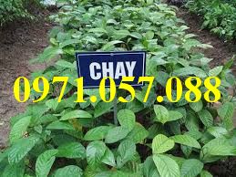 Cây giống chay