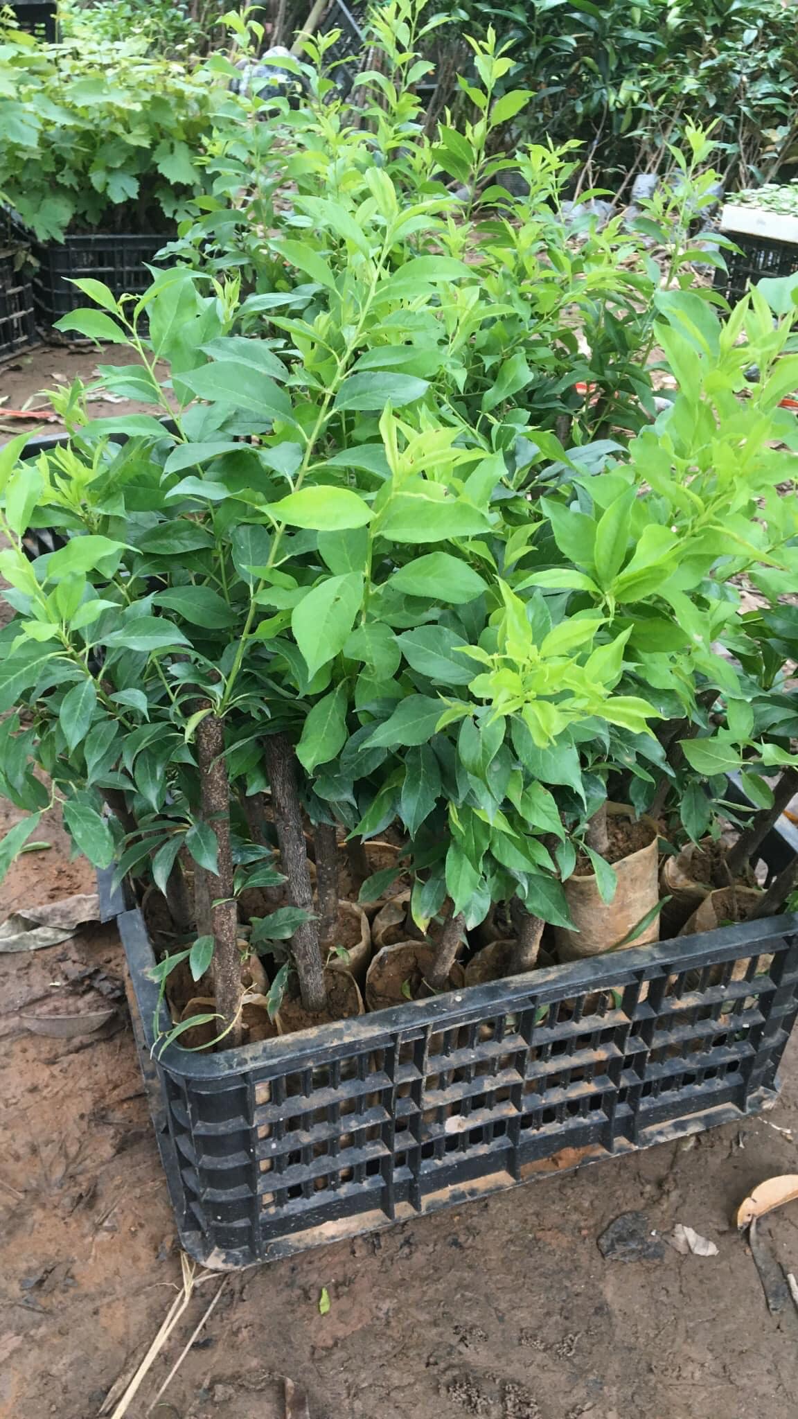 CÂY MẬN HẬU CHOAI