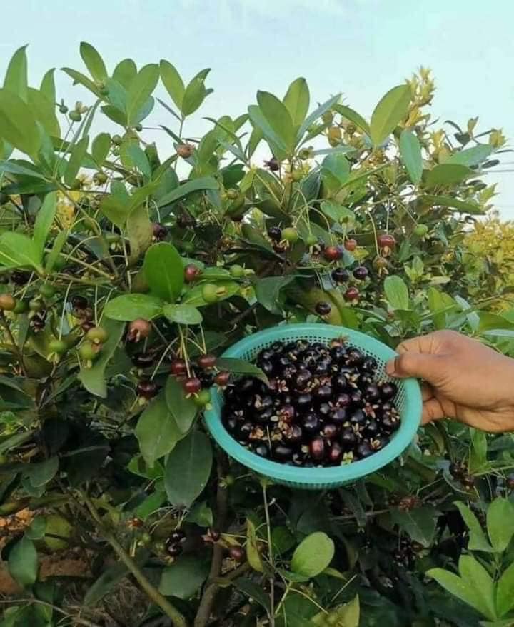 CÂY GIỐNG CHERRY BRAZIL