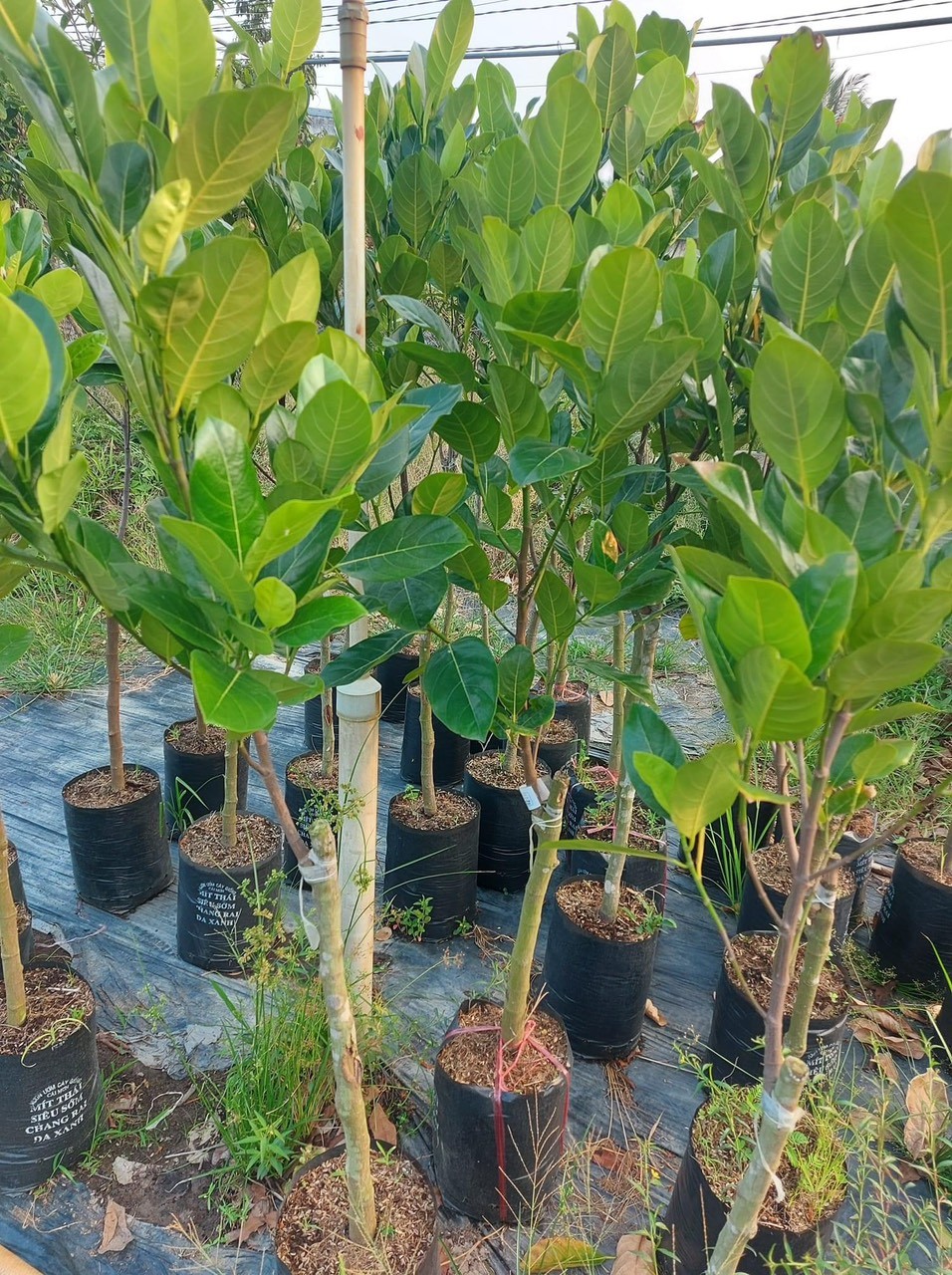 CÂY MÍT THÁI CỠ NHỠ
